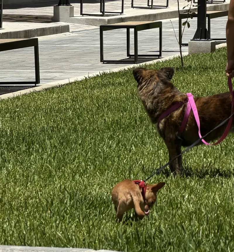 Perros paseando en el jardín
